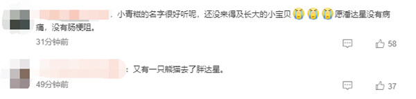 大熊貓“青糍”因病去世：患罕見腸梗阻并發(fā)腸套疊