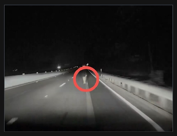光線不足成短板！特斯拉自動駕駛夜間失效撞飛小鹿