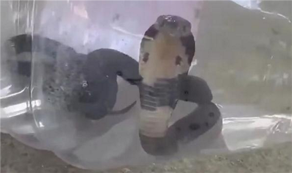 浙江一村莊出現(xiàn)上千條眼鏡蛇 竟是偷偷放生：當(dāng)?shù)鼗貞?yīng)