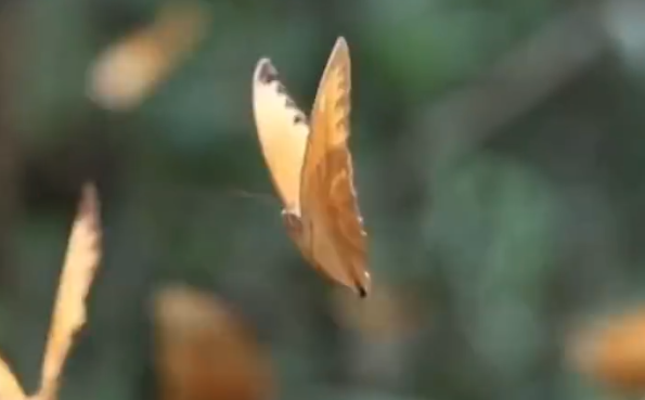 云南金平迎來蝴蝶大爆發(fā)：近億只集中羽化 猶如紛飛落葉