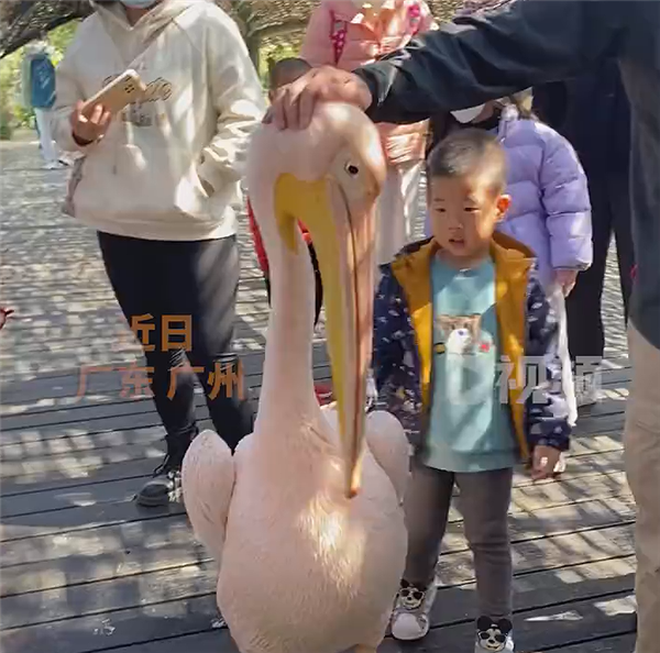 男孩逛景區(qū)遇現(xiàn)實版“鵜鶘灌頂”:小心確實有攻擊性(圖1) 男孩逛景區(qū)遇現(xiàn)實版“鵜鶘灌頂”:小心確實有攻擊性