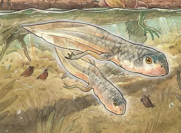 距今1.6億年！科學(xué)家發(fā)現(xiàn)世上已知最古老蝌蚪化石