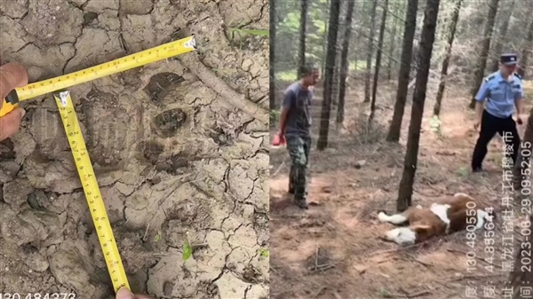 牛犢被一大型野生動物咬死 現場留清晰巨大爪痕引圍觀：官方回應