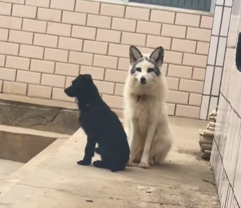 狐貍和狗一起生活 一開口狗里狗氣 網(wǎng)友：都是犬科