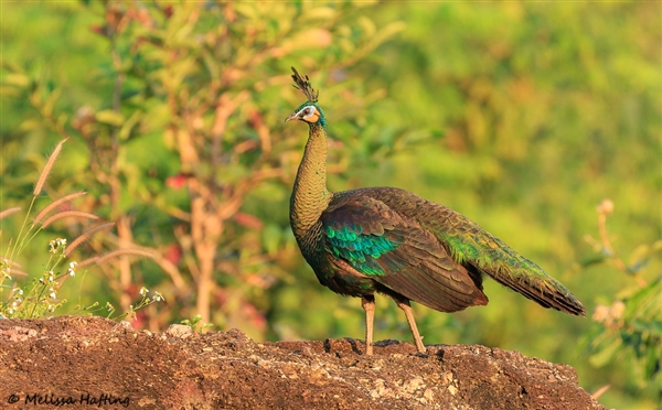 武漢暴雪兩只孔雀被凍在墻頂：已被成功救下