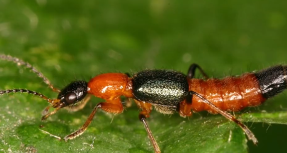 遇隱翅蟲(chóng)第一反應(yīng)要用力吹走！專(zhuān)家：毒液污染快用蘇打水沖洗