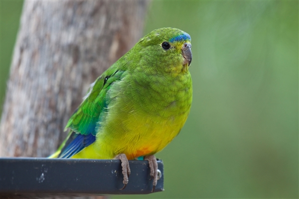 小鸚鵡高唱《我是一只小小鳥》:形象地唱出自己的無奈(圖1) 小鸚鵡高唱《我是一只小小鳥》:形象地唱出自己的無奈