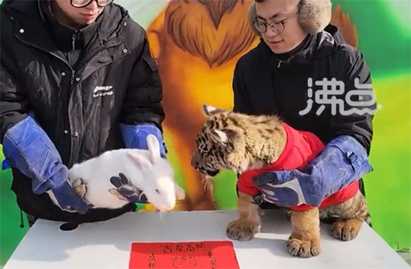 野性覺醒！動物園辦虎兔交接儀式：兔子差點成“盤中餐”