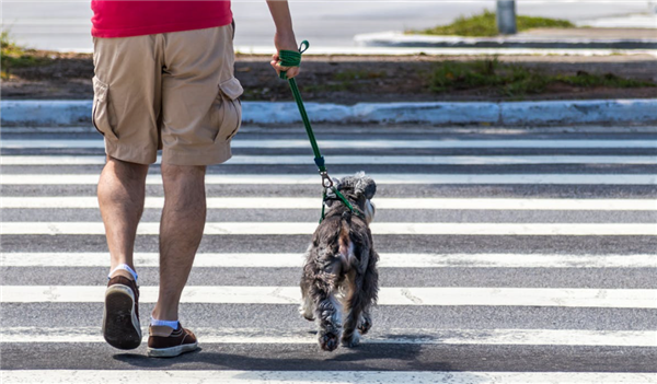 女子遛狗被拽倒索賠8千 法院：因狗繩太長擔(dān)次責(zé)