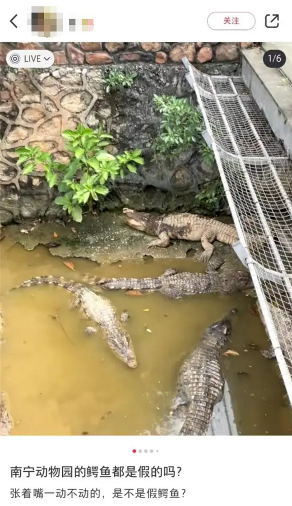 鱷魚一動不動引質(zhì)疑 南寧動物園回應(yīng)：不用懷疑、都是活的